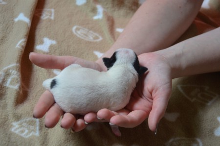 CHLOE - "...auch mein Rücken kann entzücken..." :-)